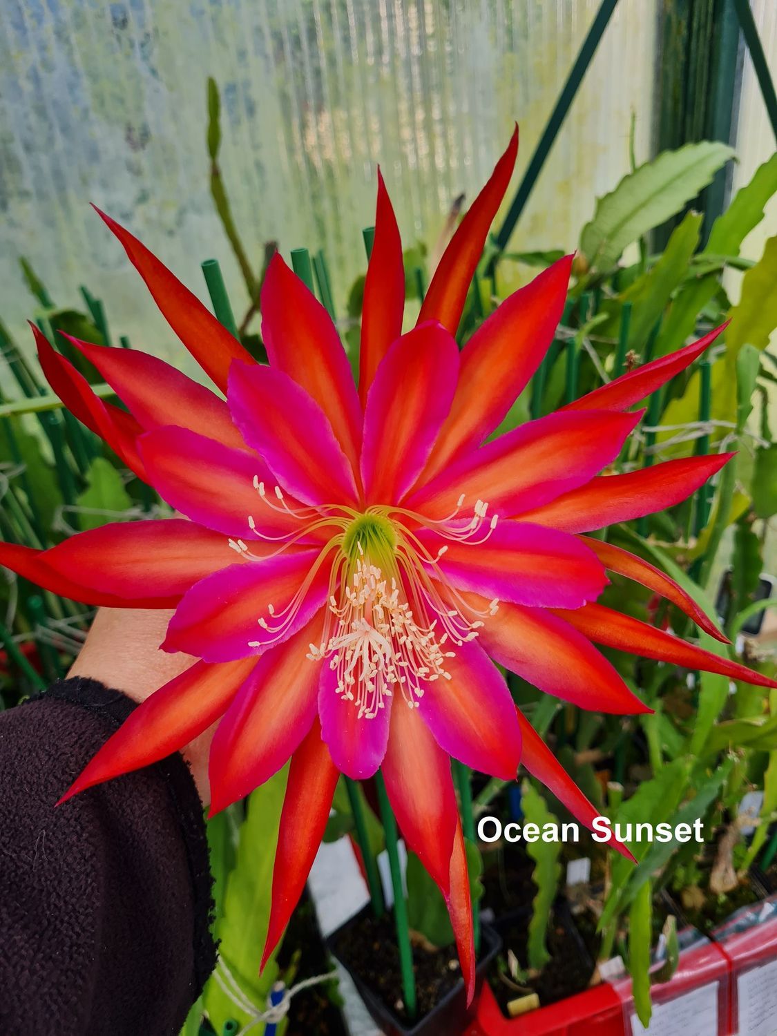 Ocean Sunset Ocean Sunset