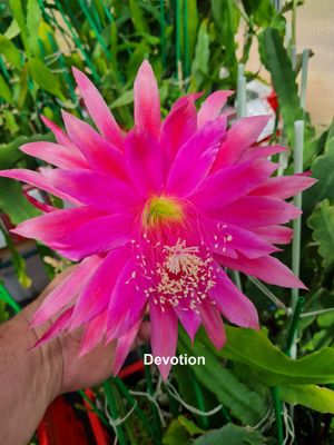 Devotion Devotion
