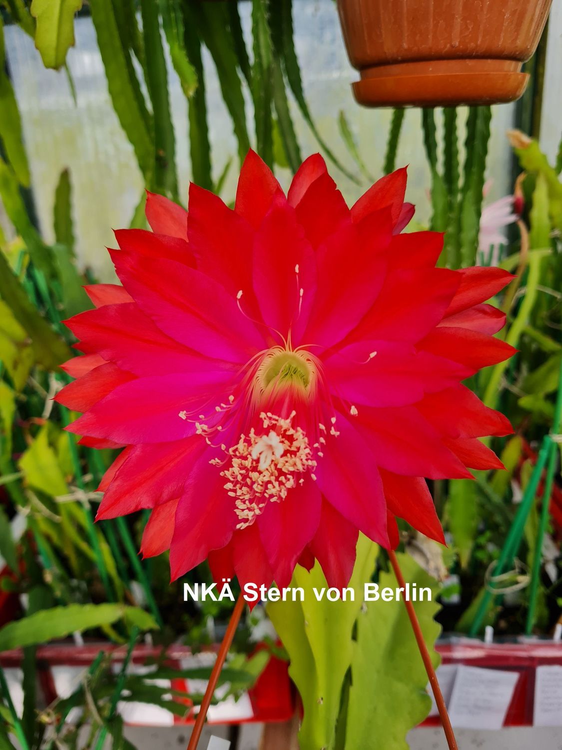 NKÄ Stern von Berlin NKÄ Stern von Berlin