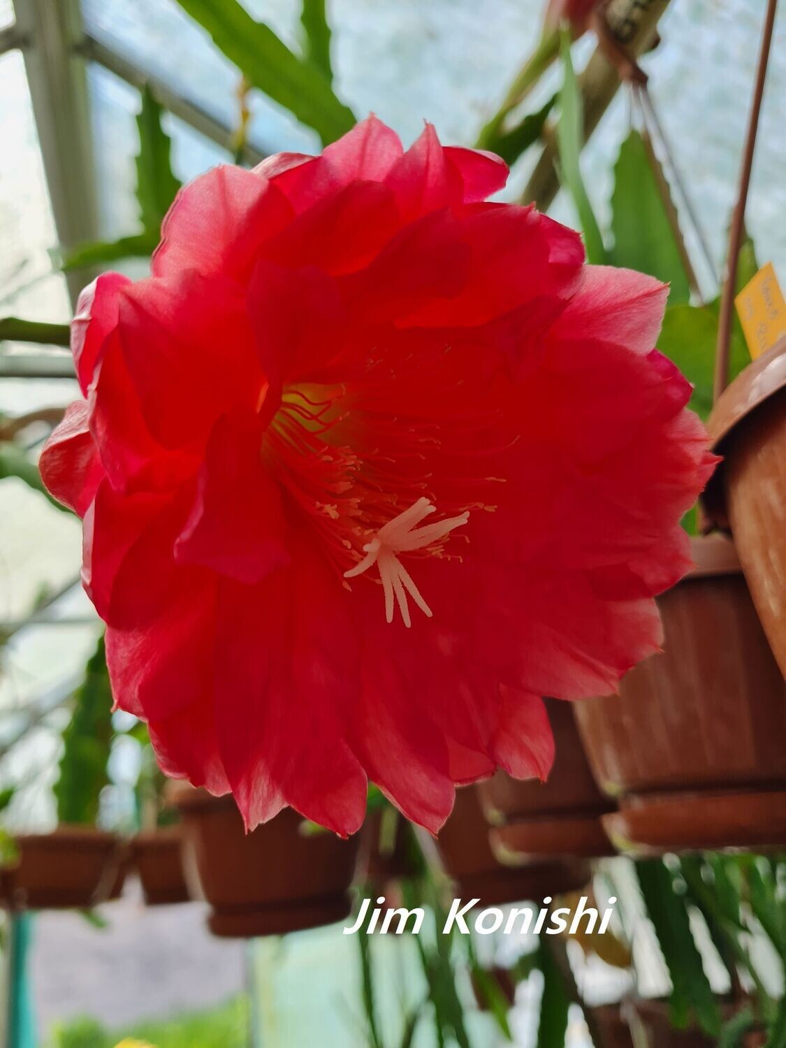 Jim Konishi Jim Konishi