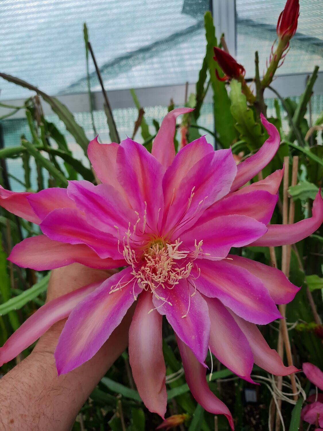 Cactus Gem Cactus Gem