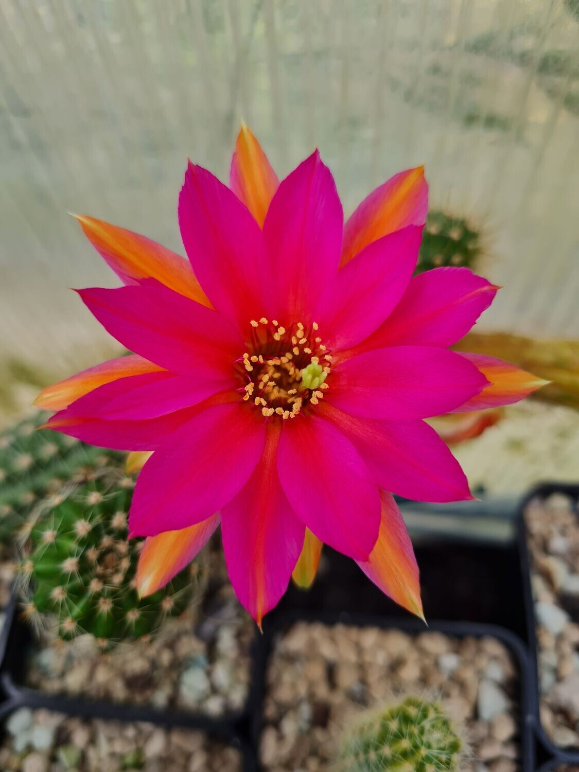 Chamaecereus Mex 271-4 Chamaecereus Mex 271-4