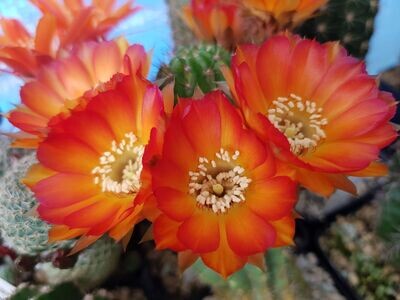 Chamaecereus Walpurgit Chamaecereus Walpurgit