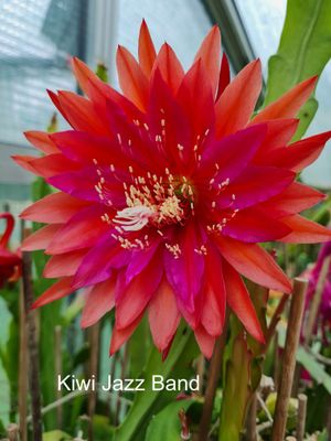Kiwi Jazzband Kiwi Jazzband