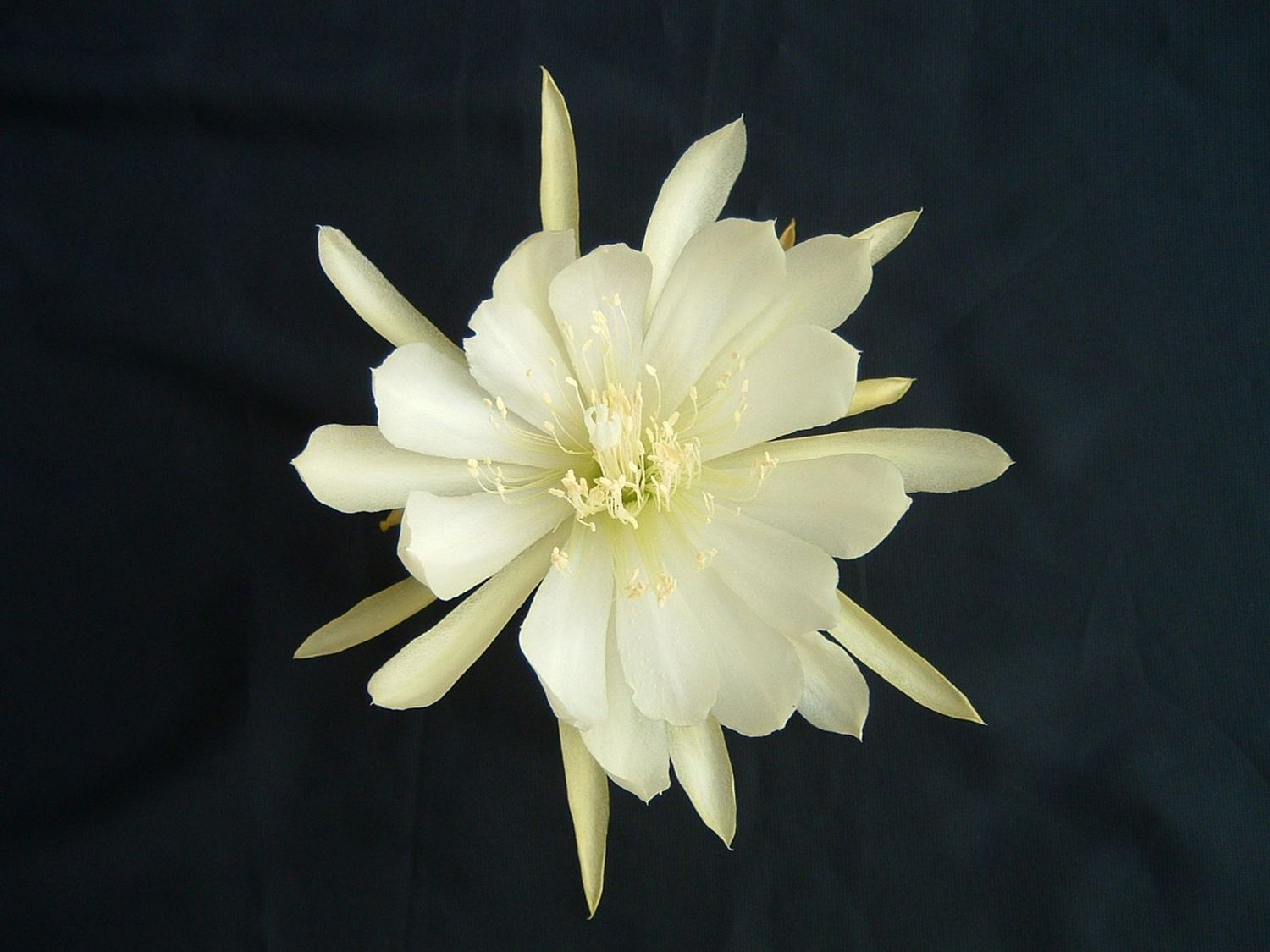 Crenatum Chichicastenango Crenatum Chichicastenango