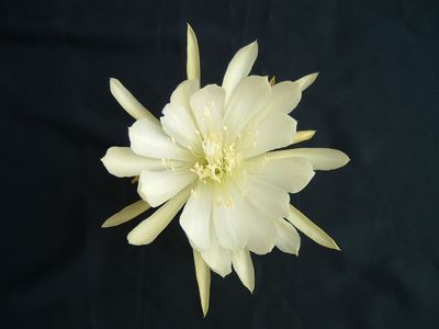 Crenatum Chichicastenango Crenatum Chichicastenango