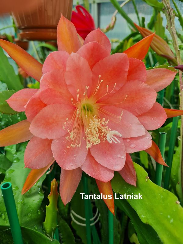 Tantalus Latniak