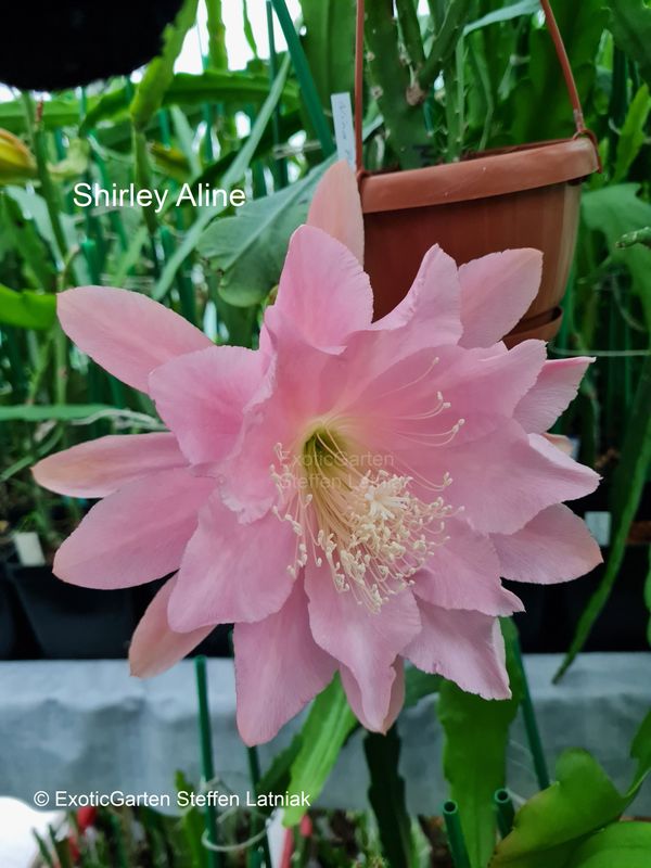 Shirley Aline (Neu im Sortiment)