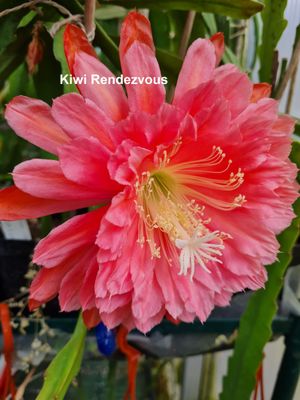 Kiwi Rendezvous Kiwi Rendezvous