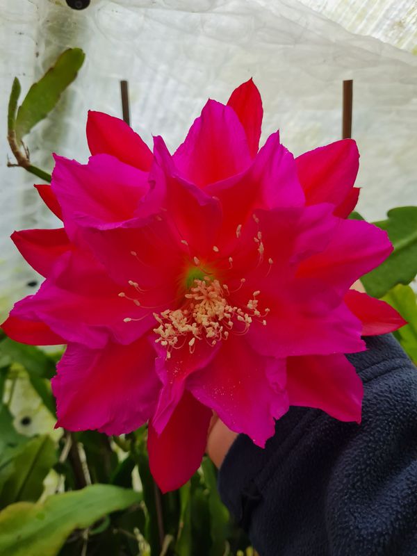Frida Kahlo