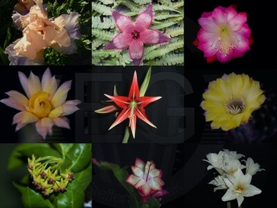 Kiwi Gypsy Melody Kiwi Gypsy Melody