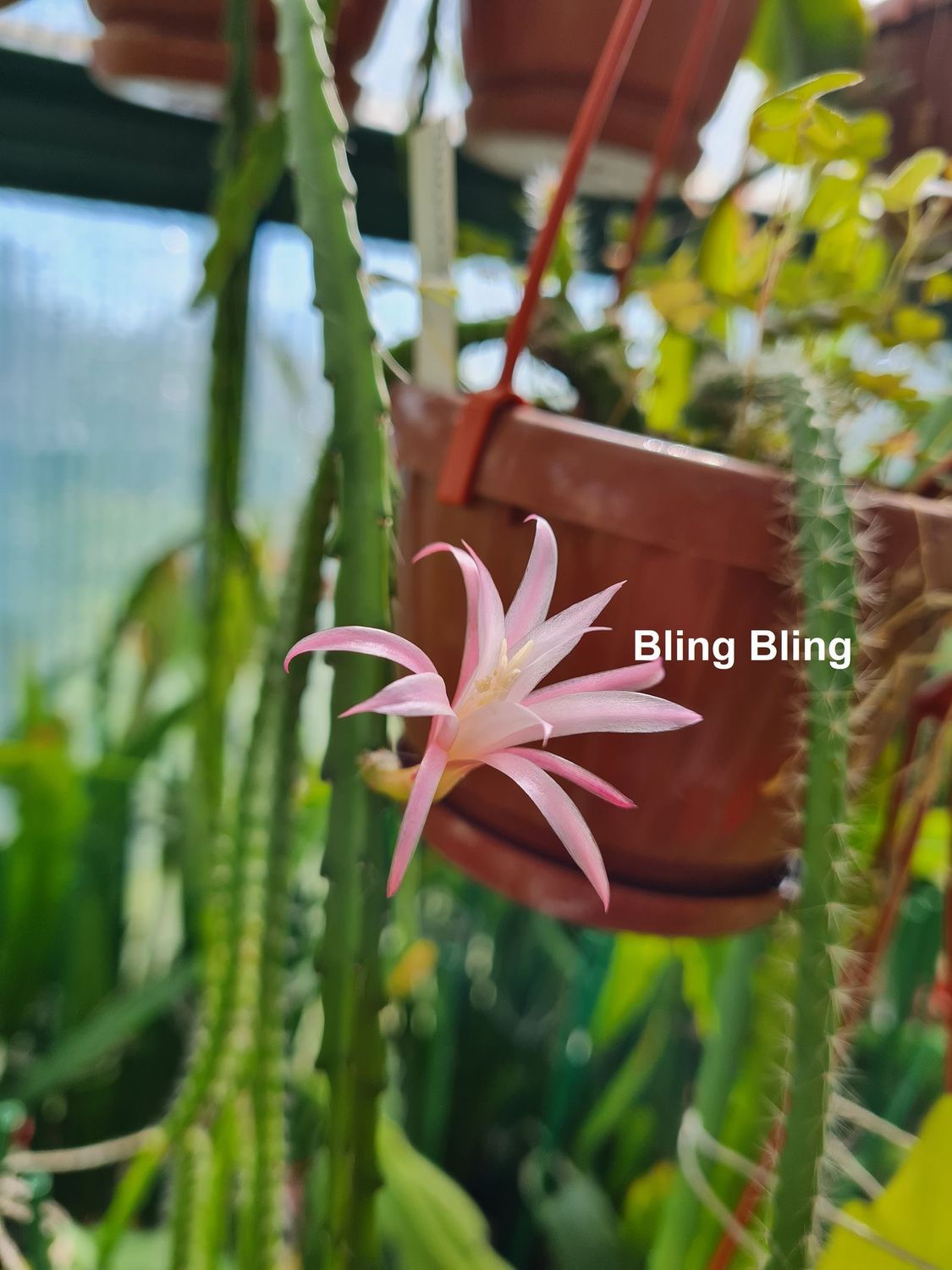 Bling Bling (ACHTUNG diese Sorte wird nicht mehr vermehrt)