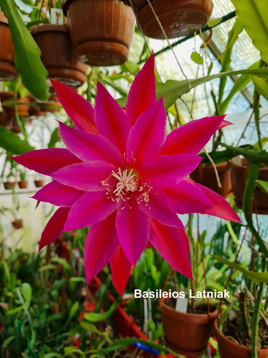 Basileios Latniak Basileios Latniak