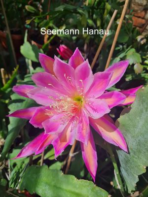 Seemann Hanau