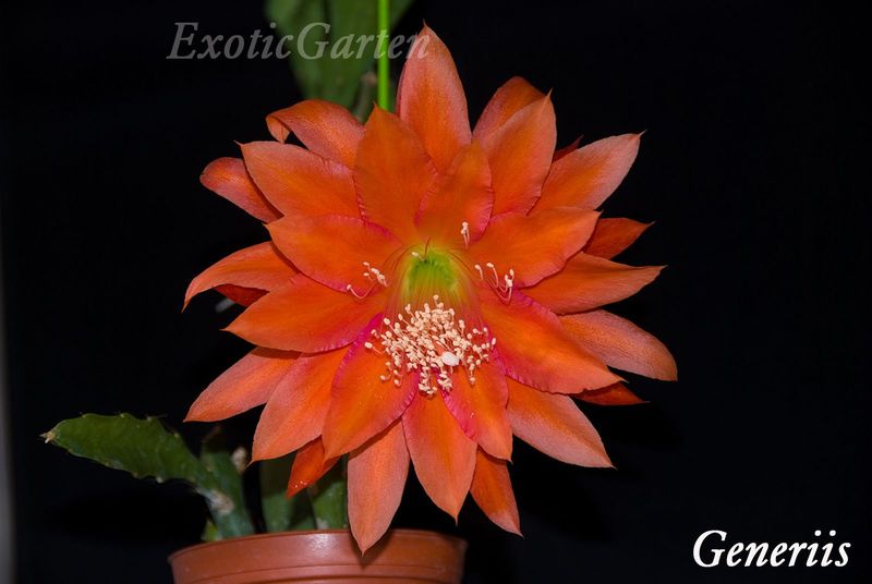 Generiis (ACHTUNG diese Sorte wird nicht mehr vermehrt)