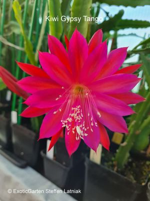 Kiwi Gypsy Tango