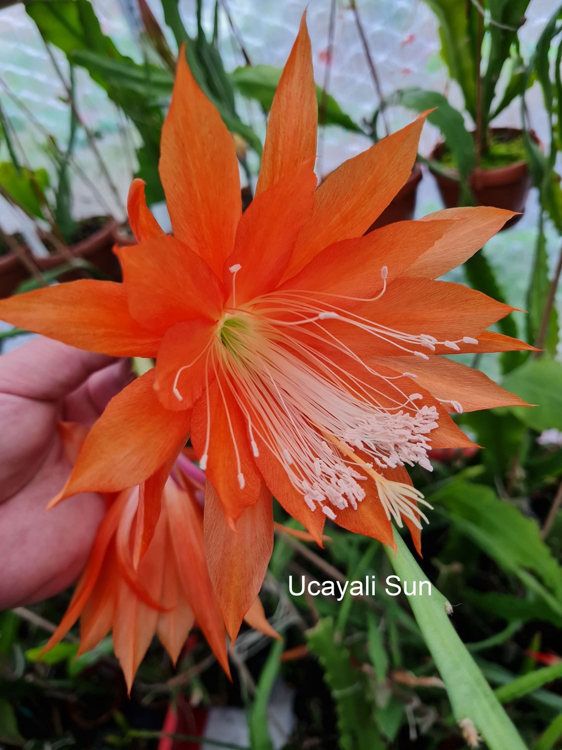 Ucayali Sun RUD-Hybride