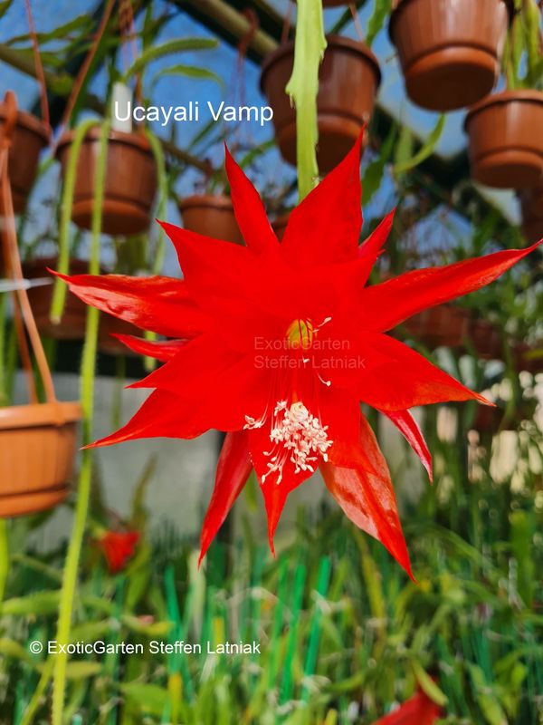 Ucayali Vamp RUD-Hybride