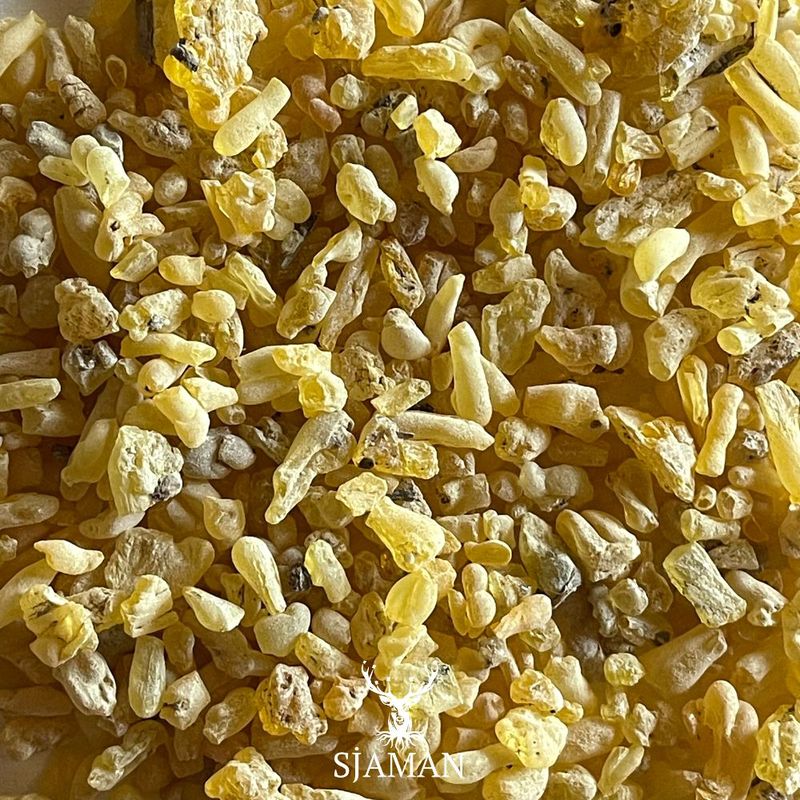 Gomme de Sandaraque en larmes