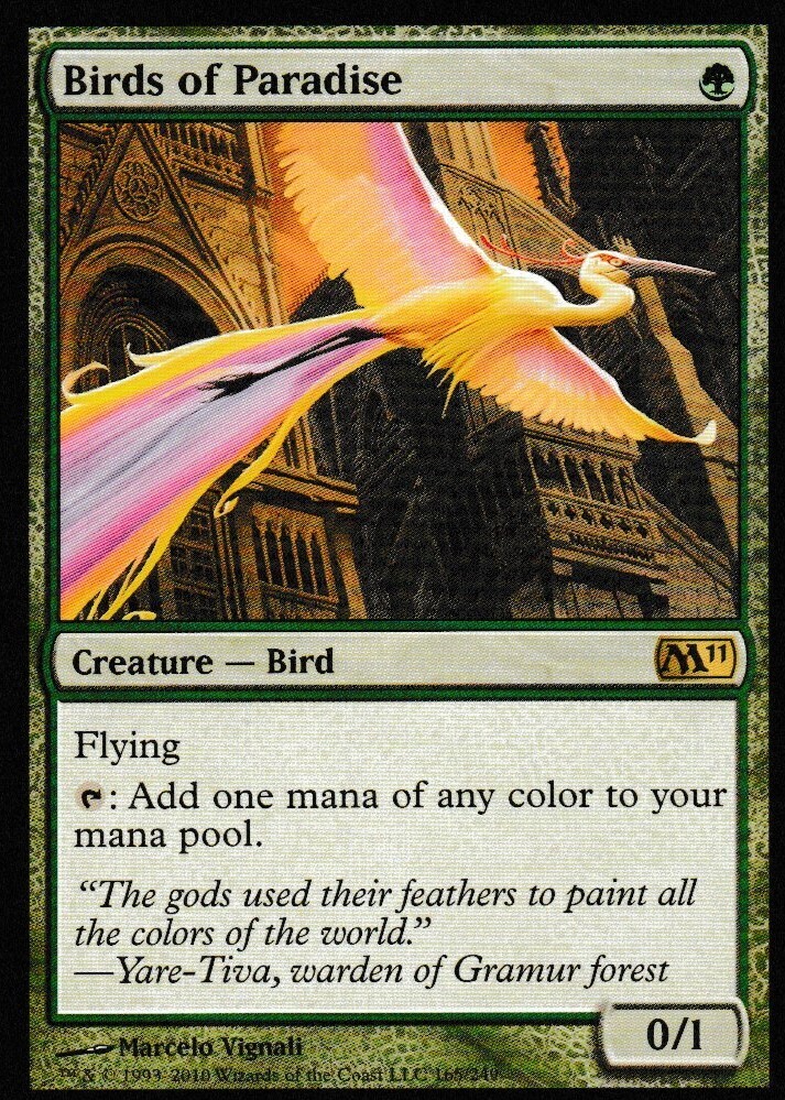 Birds of Paradise
