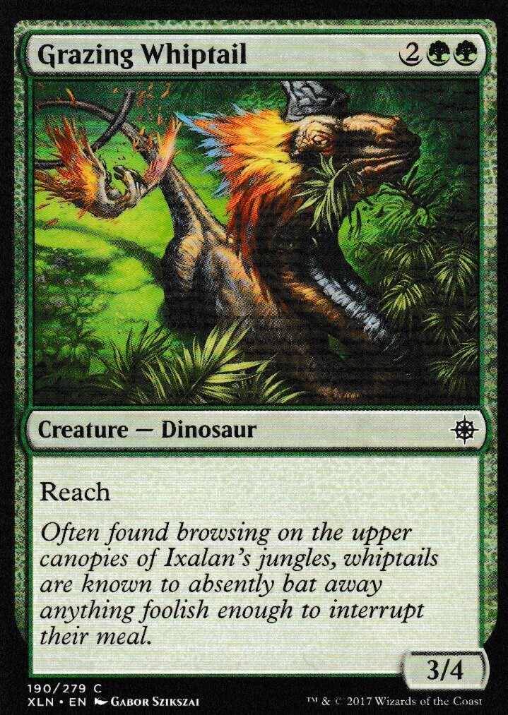 Grazing Whiptail