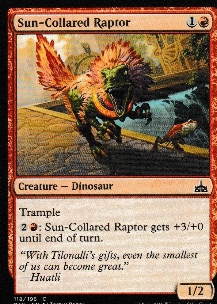 Sun-Collared Raptor