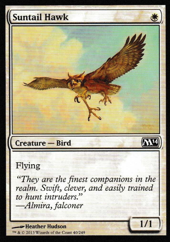 Suntail Hawk