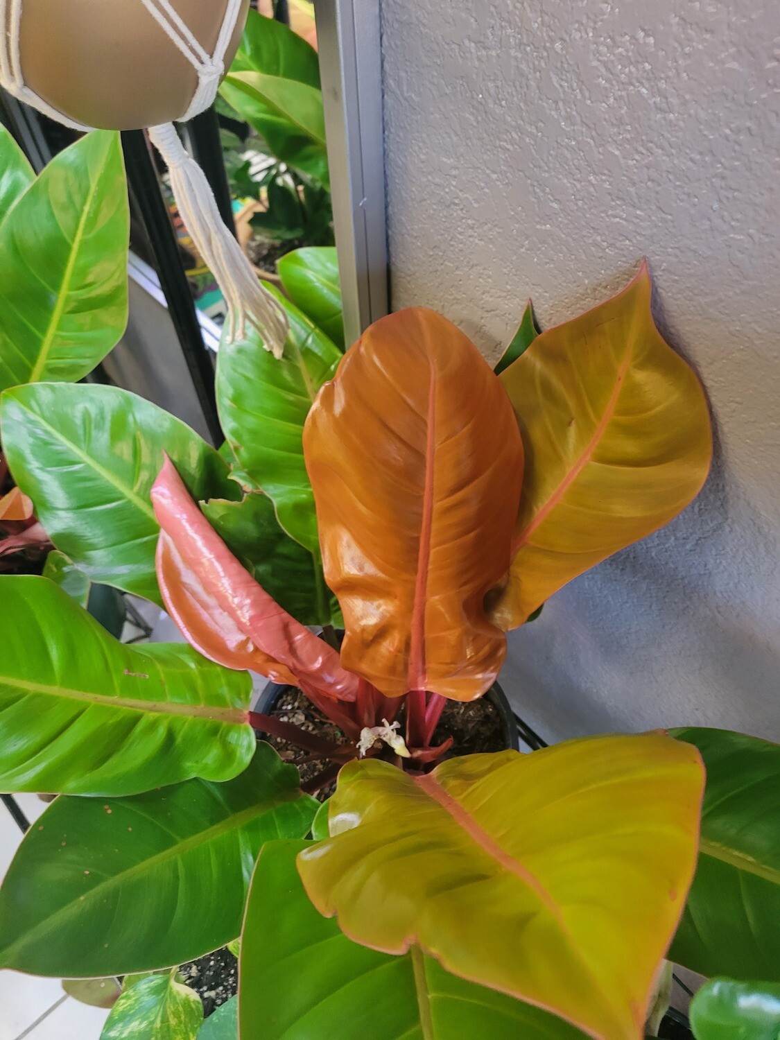 Philodendron: Prince of Orange