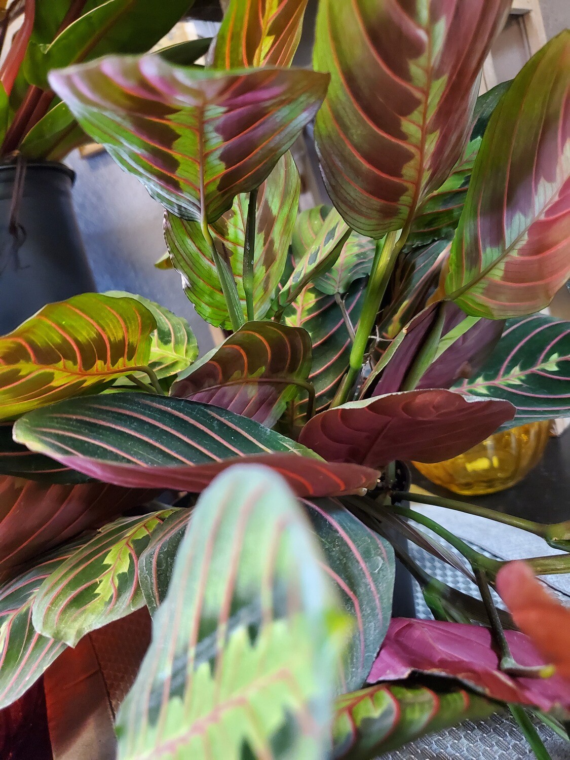 Maranta Leuconeura: Prayer Plant