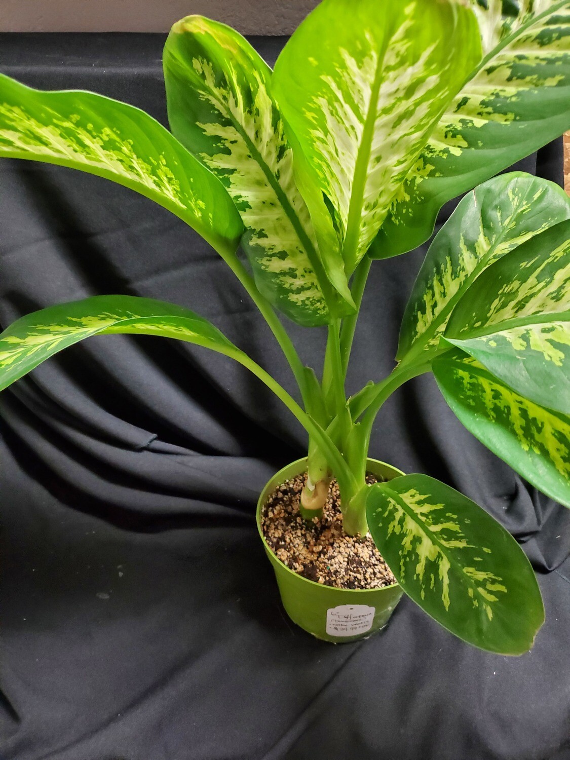 Dieffenbachia: Dumb Cane
