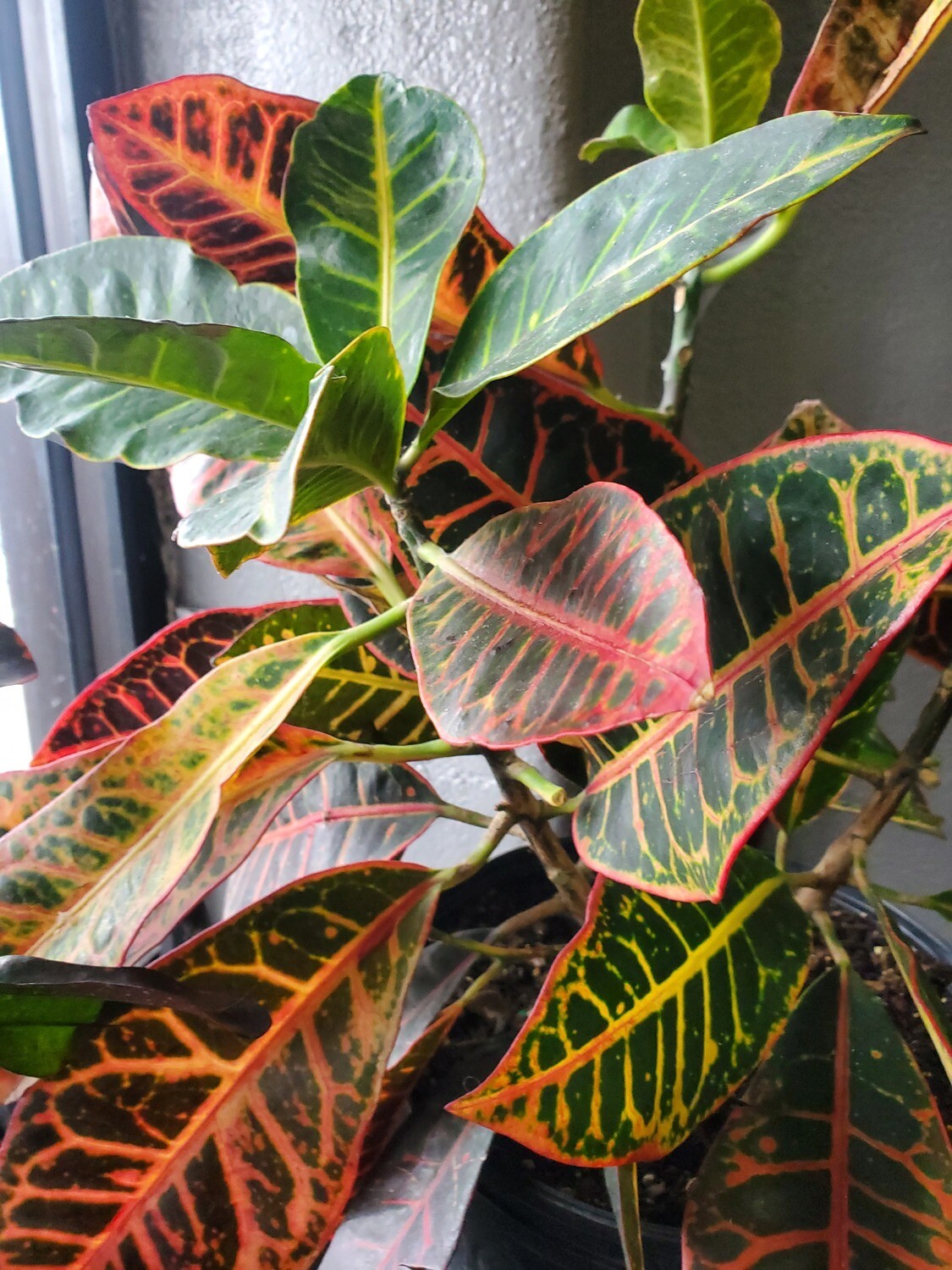 Croton: Sloppy Painter