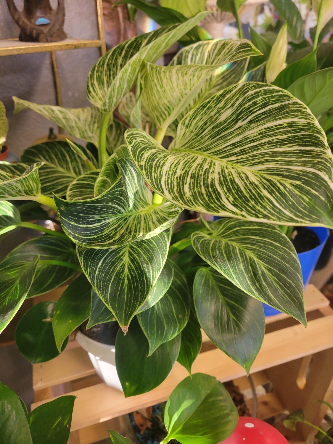 Philodendron: Birkin