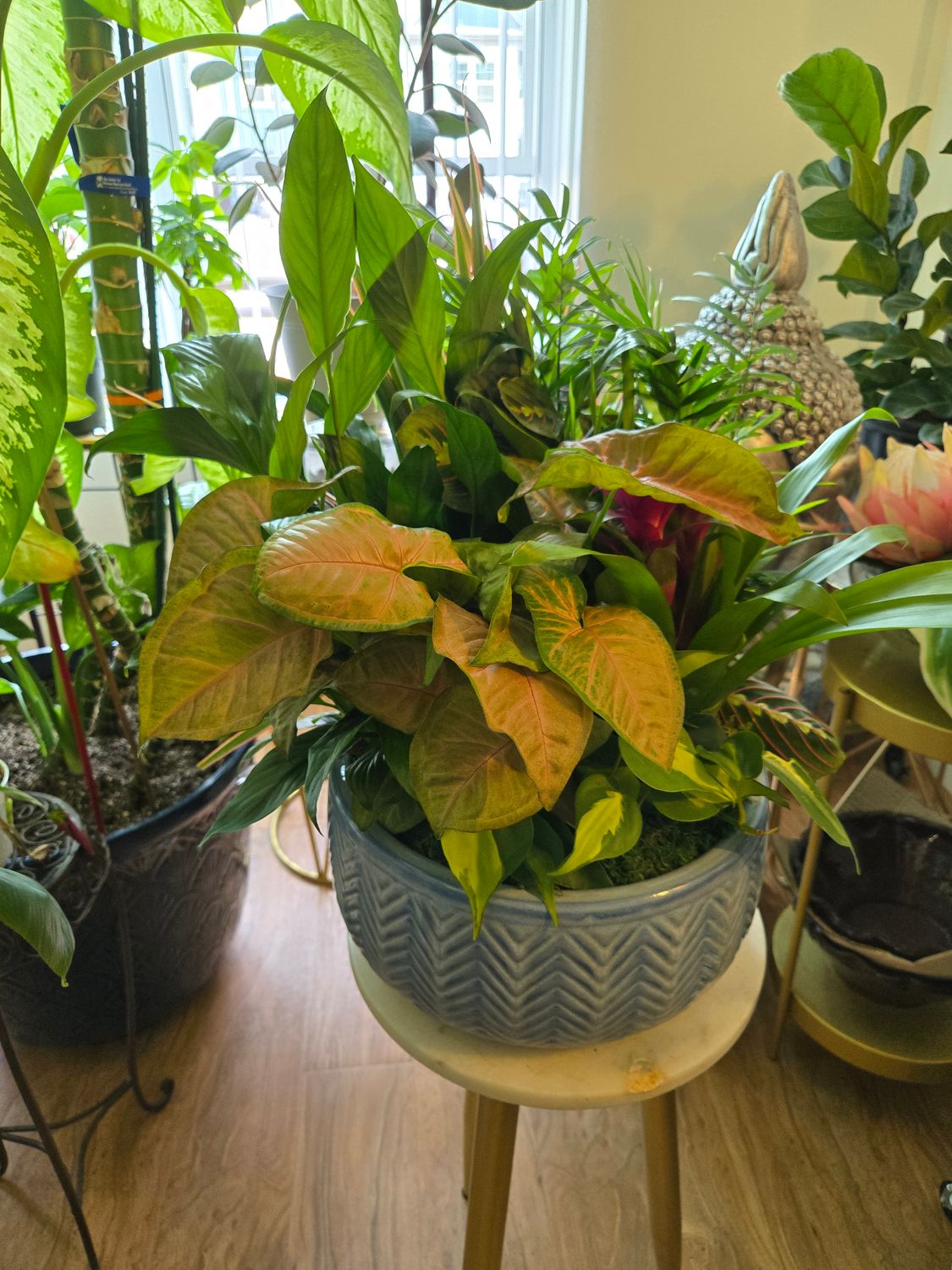Large Dish Garden