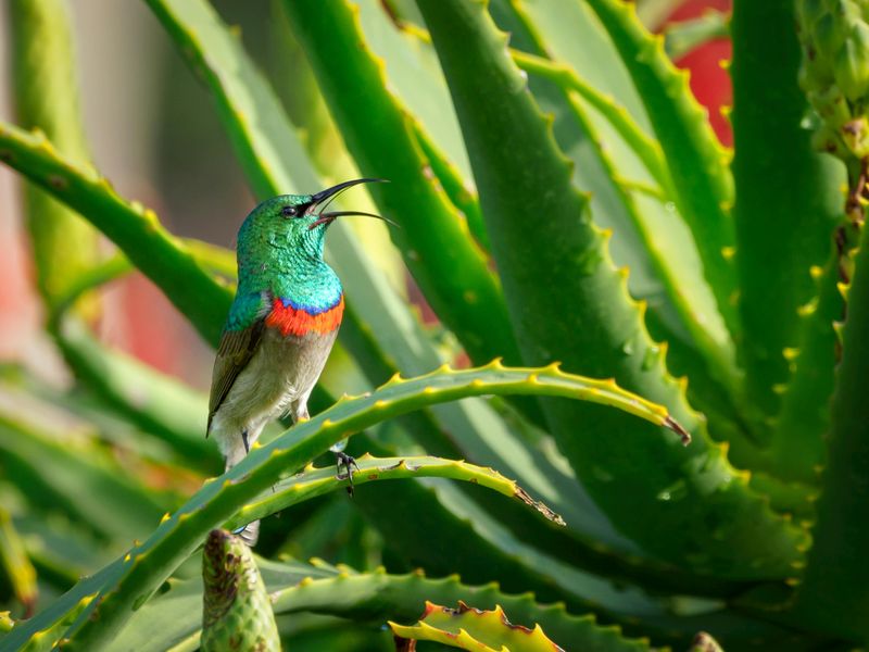 Aloe Vera Produkte