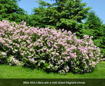 Lilac, Miss Kim Manchurian - 3 gallon