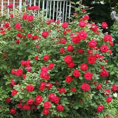 Rose, Knock Out (Red) - 3 gallon