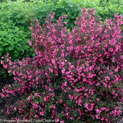 Weigela, Wine and Roses - 3 gallon