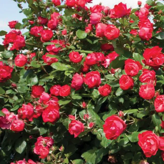 Rose, Oso Double Red