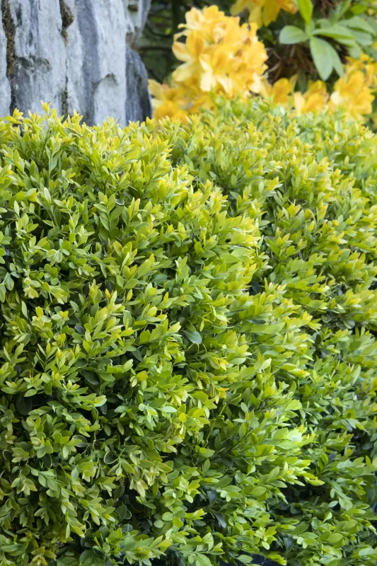 Boxwood, Chicagoland Green