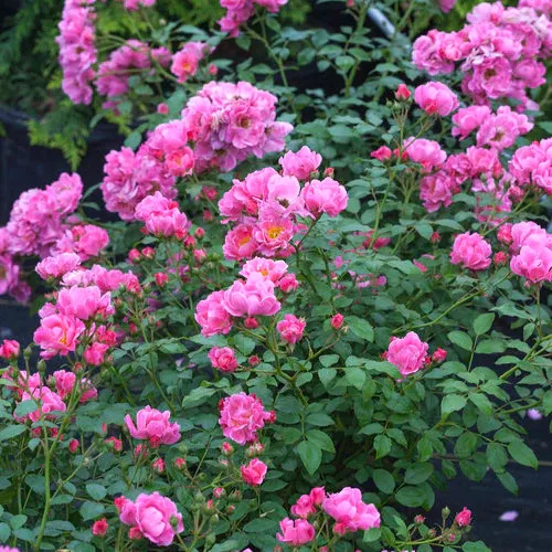 Rose, Oso Double Pink - 3 gallon
