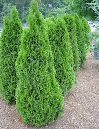 Arborvitae, Emerald Green