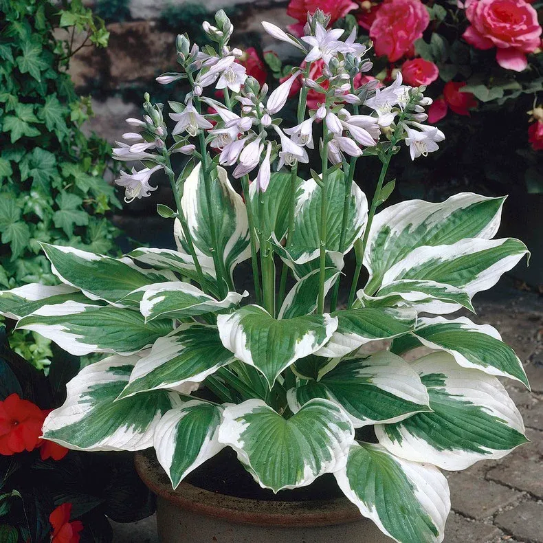 Hosta, Patriot