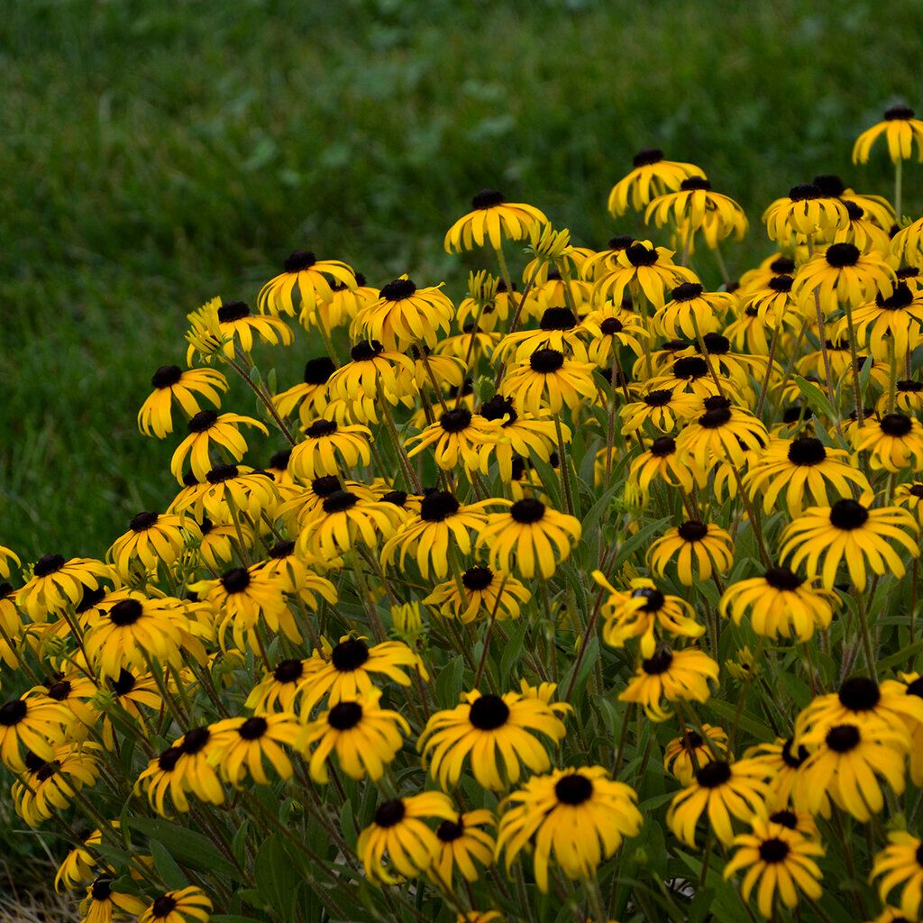 Black Eyed Susan, Gold Rush
