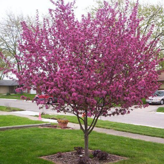 Crabapple, Purple Prince
