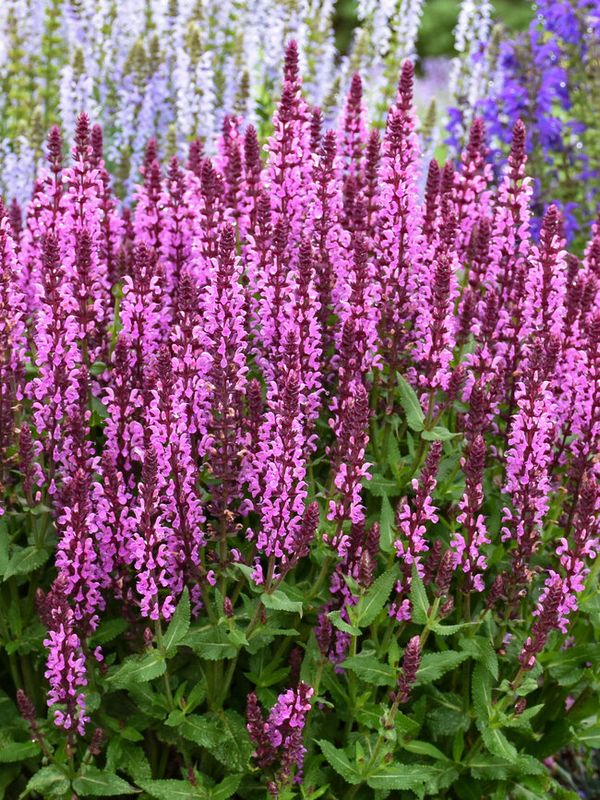 Sage, Pink Profusion