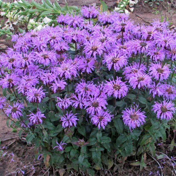 Monarda, Sugar Buzz Blue Moon