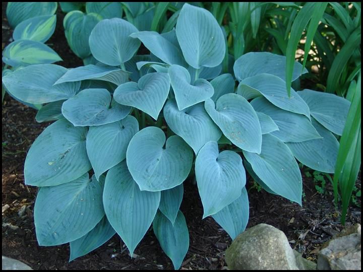 Hosta, Halcyon