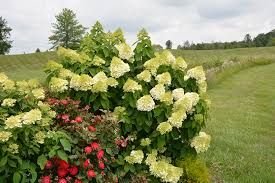 Hydrangea, Lime Light Prime