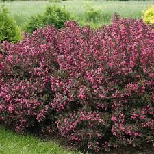 Weigela, Wine &amp; Roses