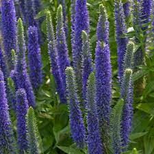 Veronica, Royal Candle